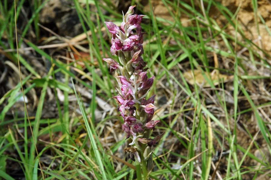 Anacamptis coriophora